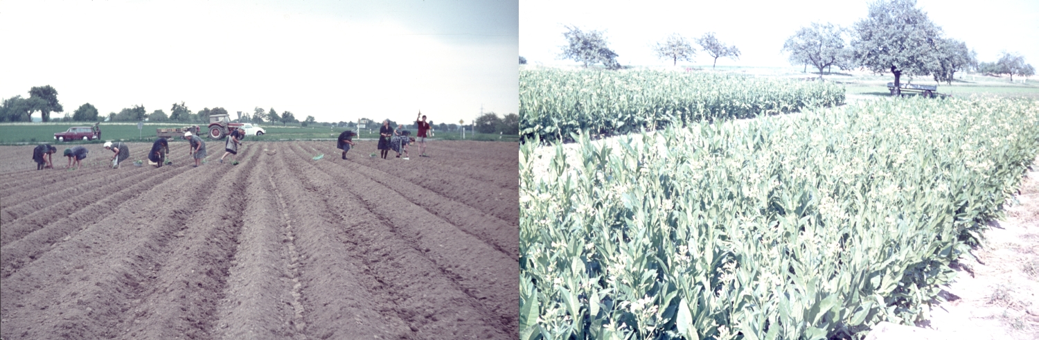 Tabakanbau in Palmbach um 1970