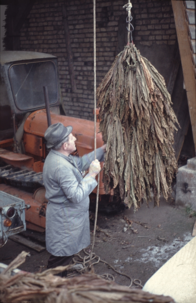 Getrocknete Tabakbündel mit Julius Tron um 1970