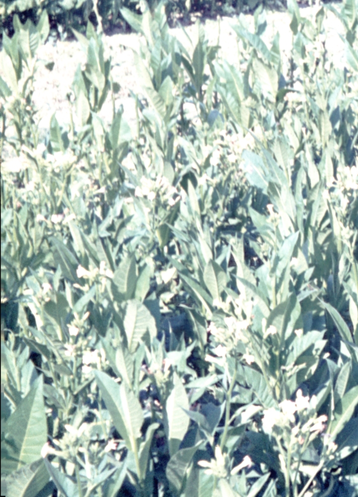 Tabakanbau in Palmbach um 1970 Tabakanbau in Palmbach um 1970